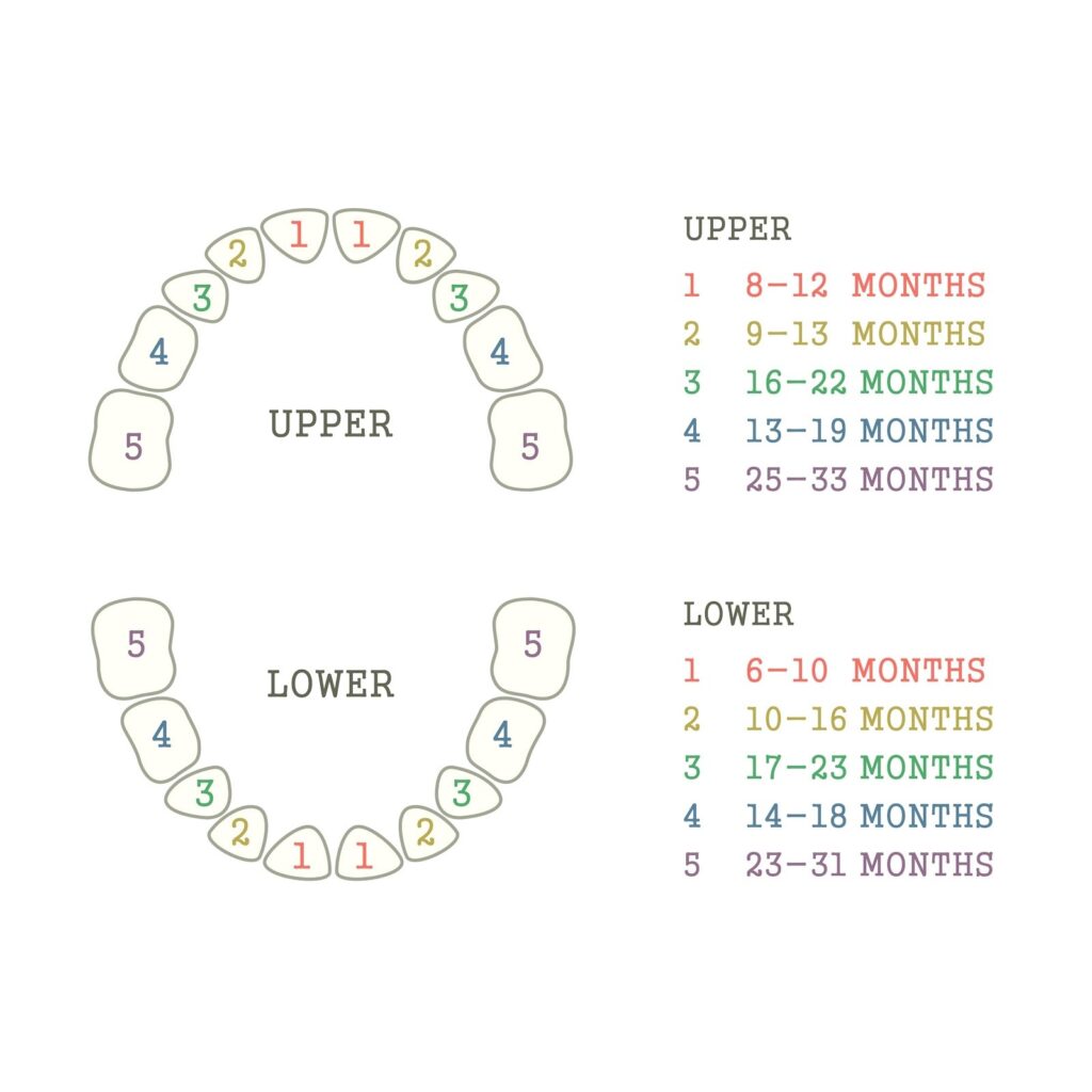 When Should a Baby Go to the Dentist?